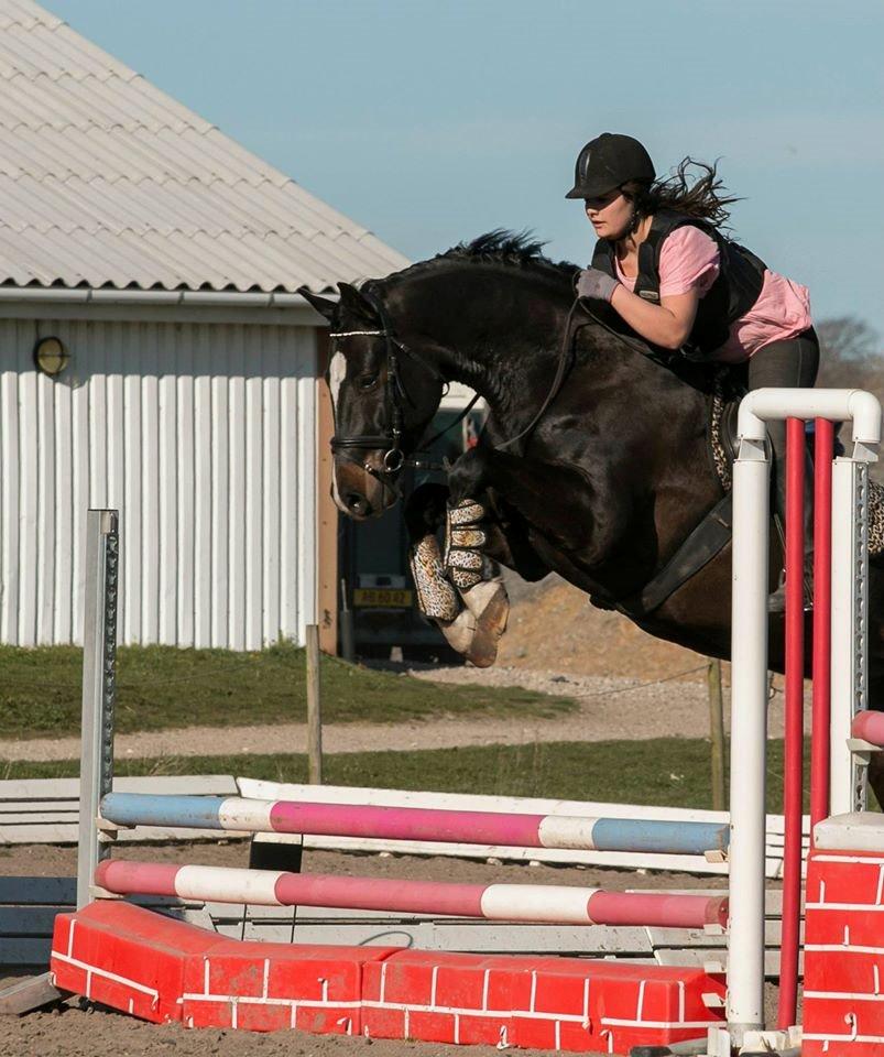 Dansk Varmblod Champ-Siin billede 14