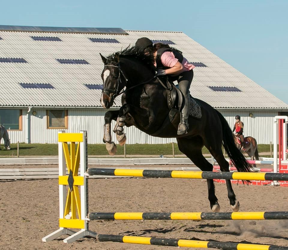Dansk Varmblod Champ-Siin billede 17