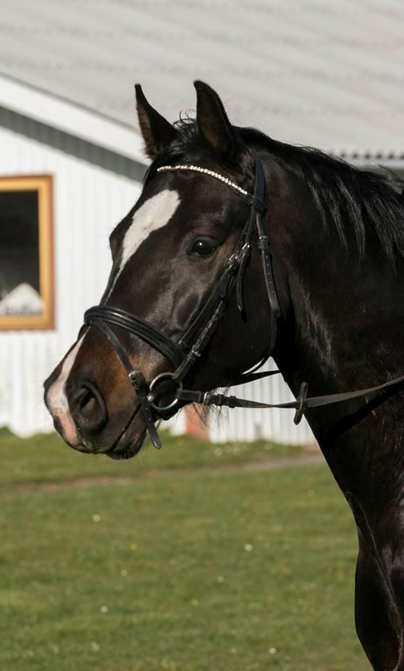 Dansk Varmblod Champ-Siin billede 20