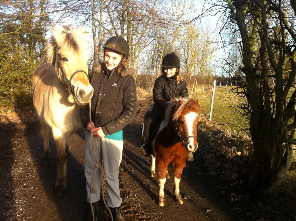 Shetlænder Bassemand billede 2