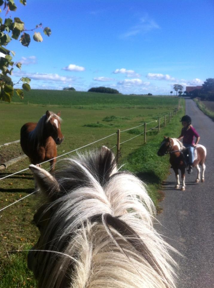Shetlænder Bassemand billede 4