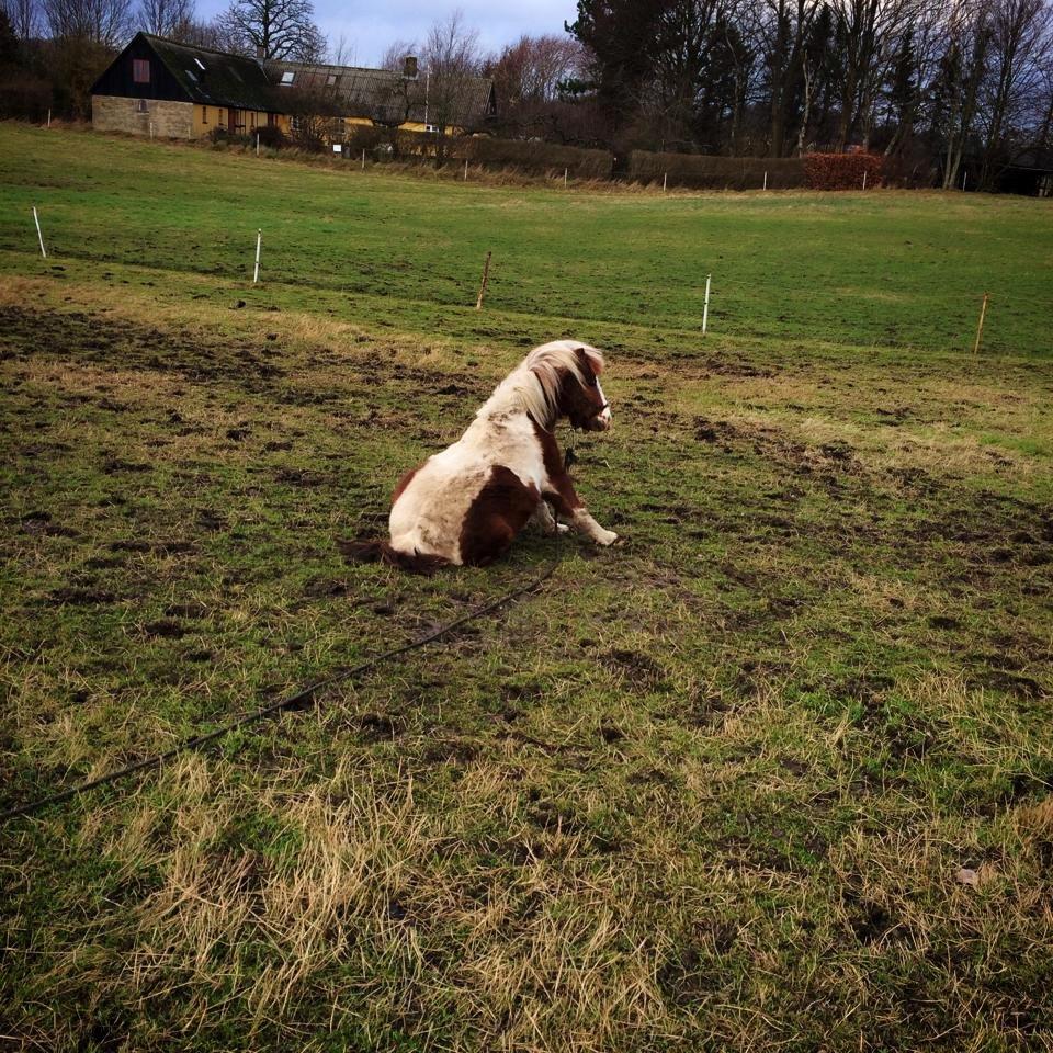 Shetlænder Bassemand billede 5