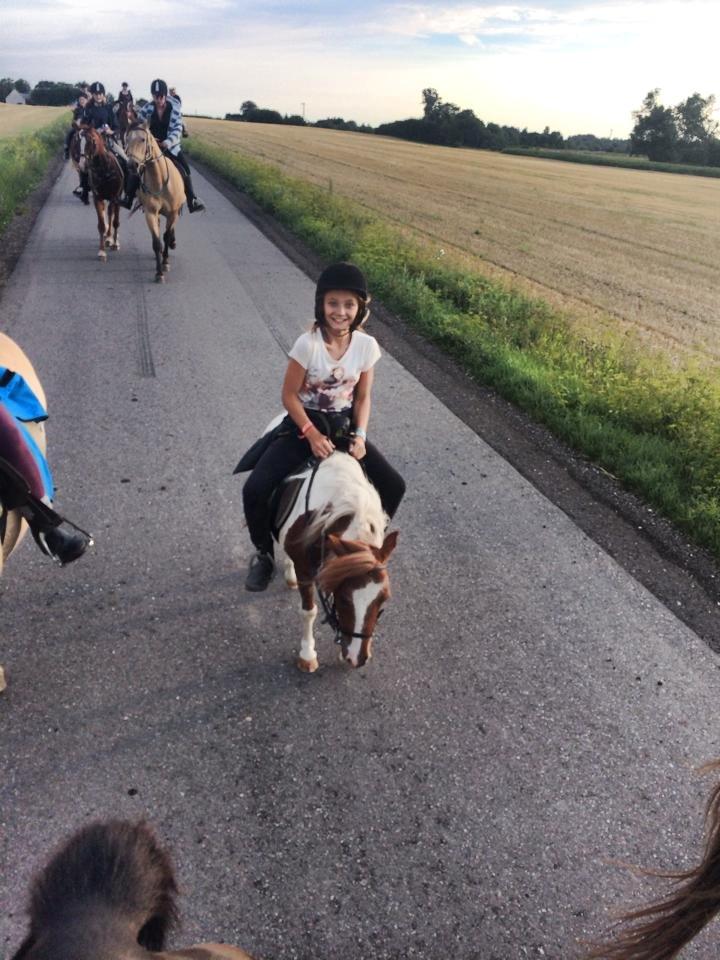 Shetlænder Bassemand billede 8