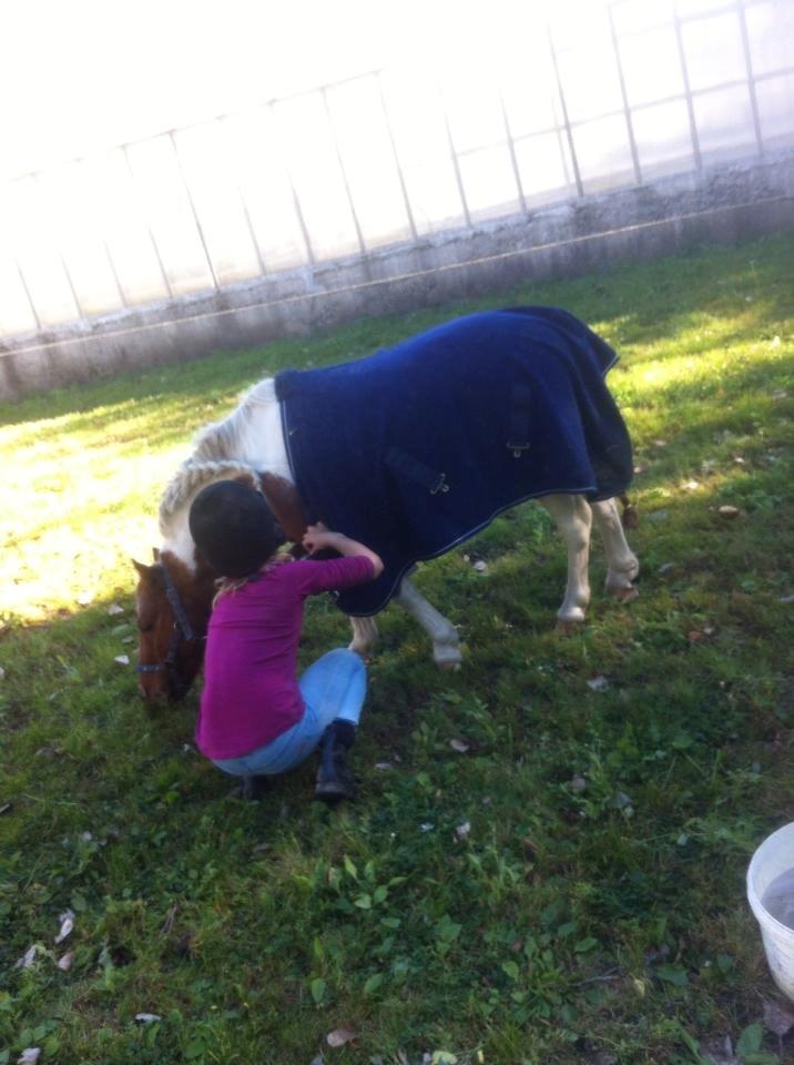 Shetlænder Bassemand billede 3