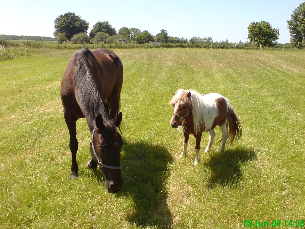 Shetlænder Bassemand billede 10