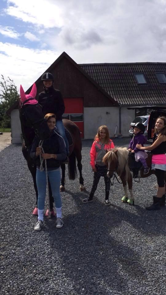 Shetlænder Bassemand billede 9