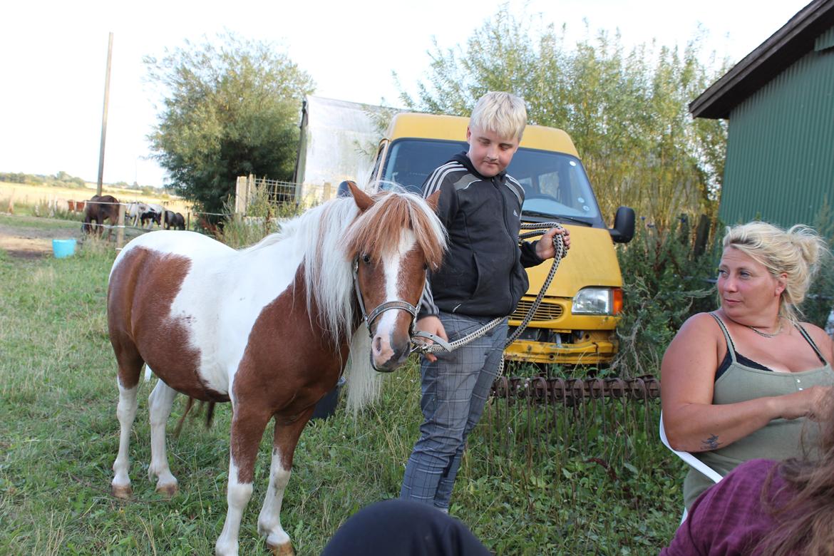 Shetlænder Bassemand billede 11