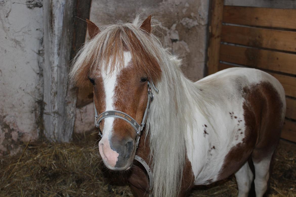 Shetlænder Bassemand billede 13