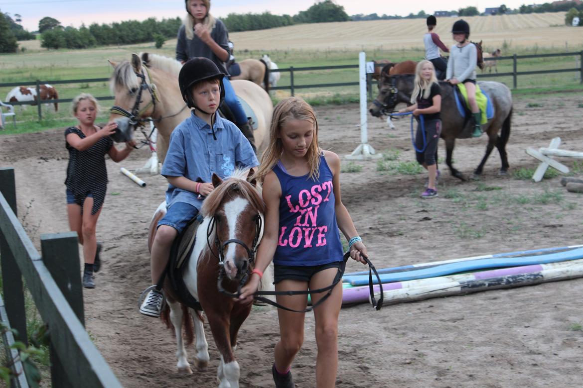 Shetlænder Bassemand billede 12