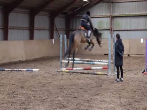 Anden særlig race Diva billede 4