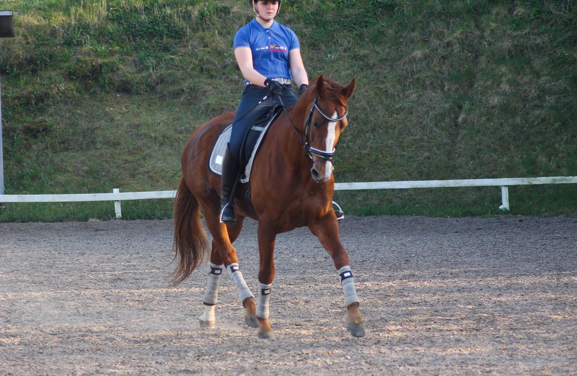 Hannoveraner Lady La Martina billede 10