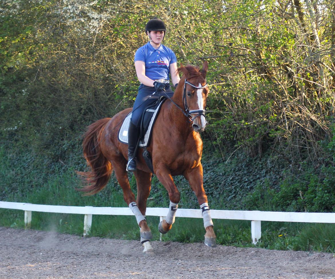 Hannoveraner Lady La Martina billede 20