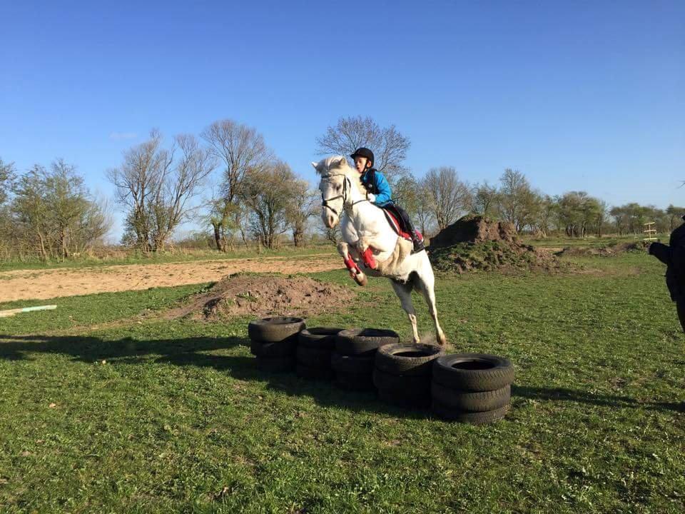 Welsh Partbred (Sec F) Stald poppels Harry Potter - spring træning -2015 billede 9