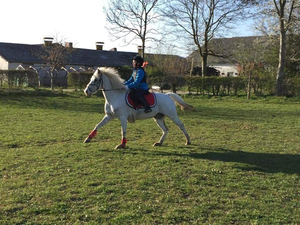 Welsh Partbred (Sec F) Stald poppels Harry Potter - spring træning -2015 billede 4