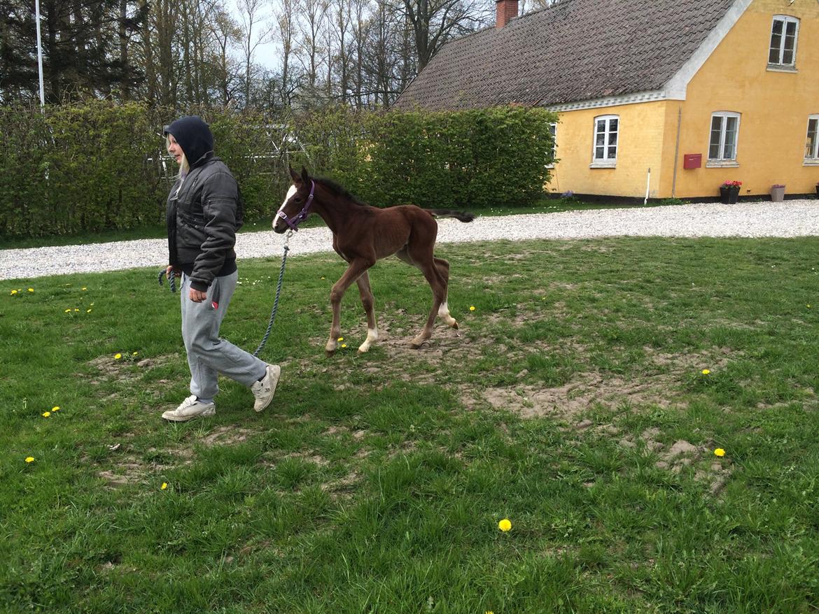 Anden særlig race Rævebjerggårds Mason billede 1