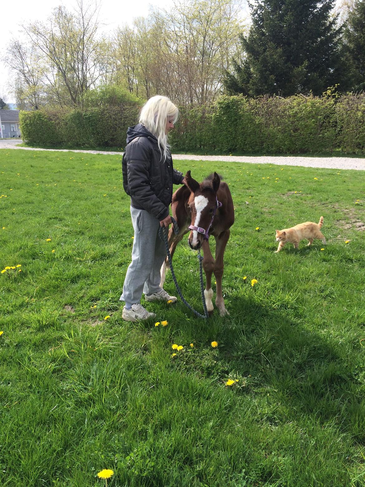 Anden særlig race Rævebjerggårds Mason billede 7