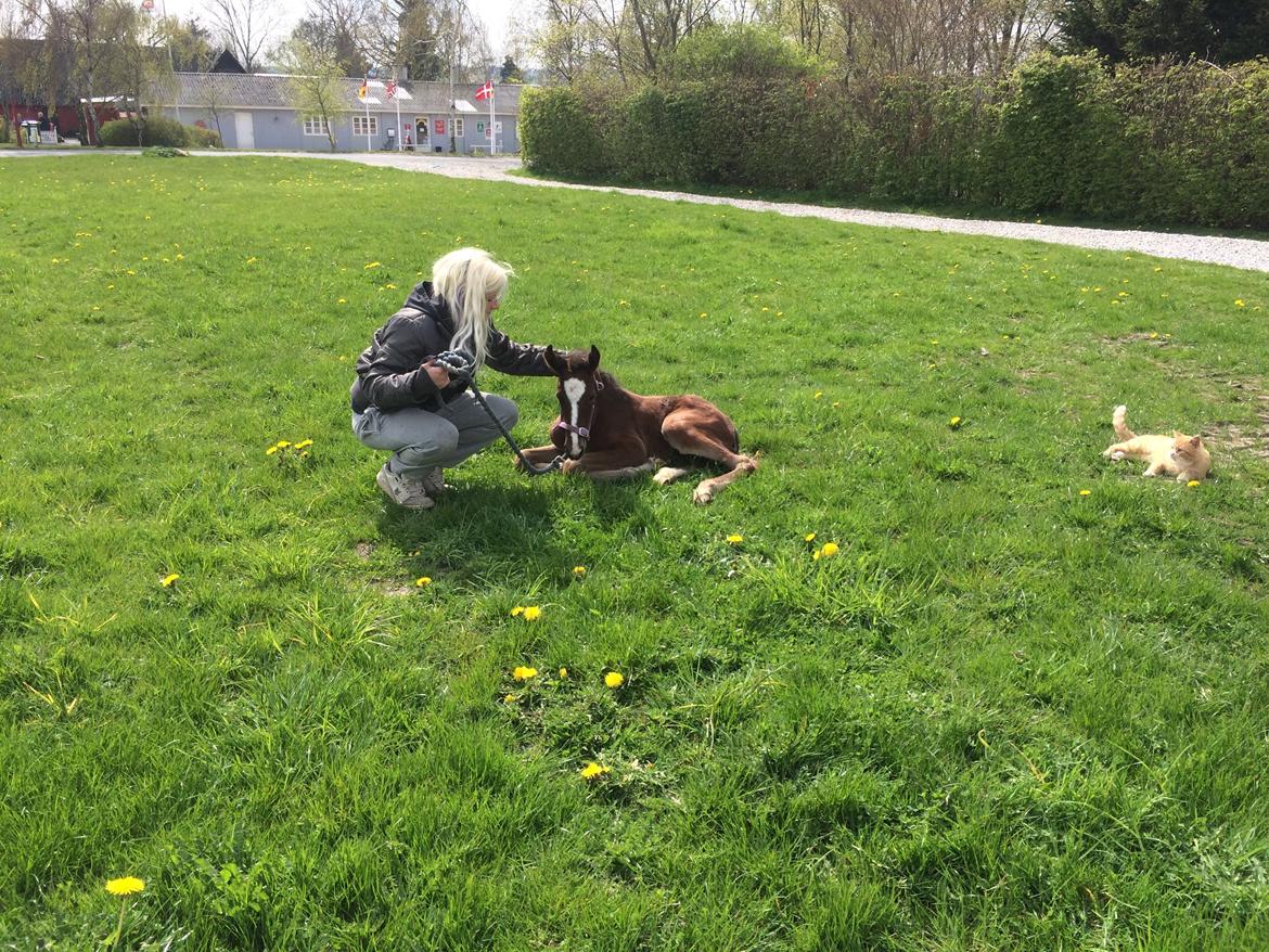 Anden særlig race Rævebjerggårds Mason billede 8