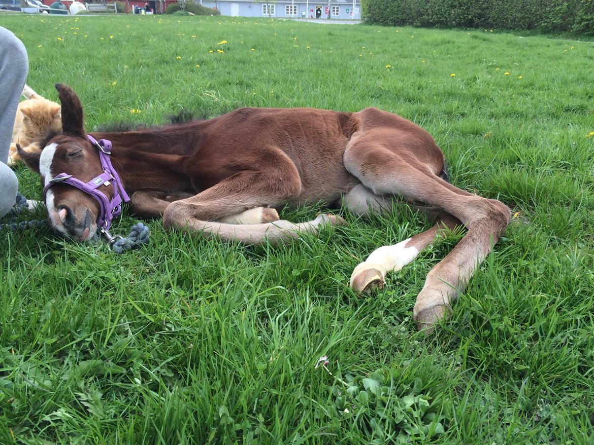 Anden særlig race Rævebjerggårds Mason billede 16