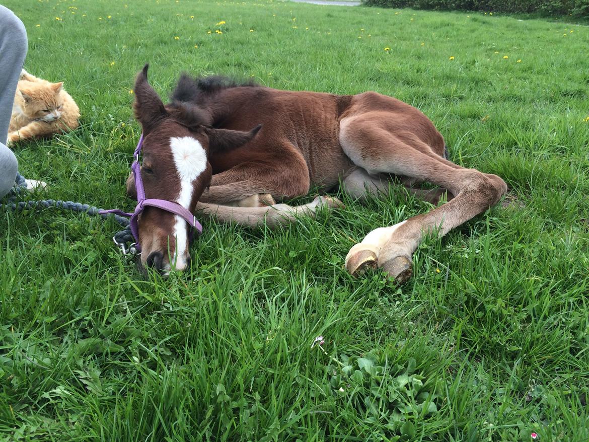 Anden særlig race Rævebjerggårds Mason billede 13