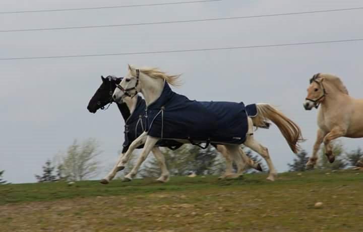 Anden særlig race Twenty - Taget af Christina Bak billede 16
