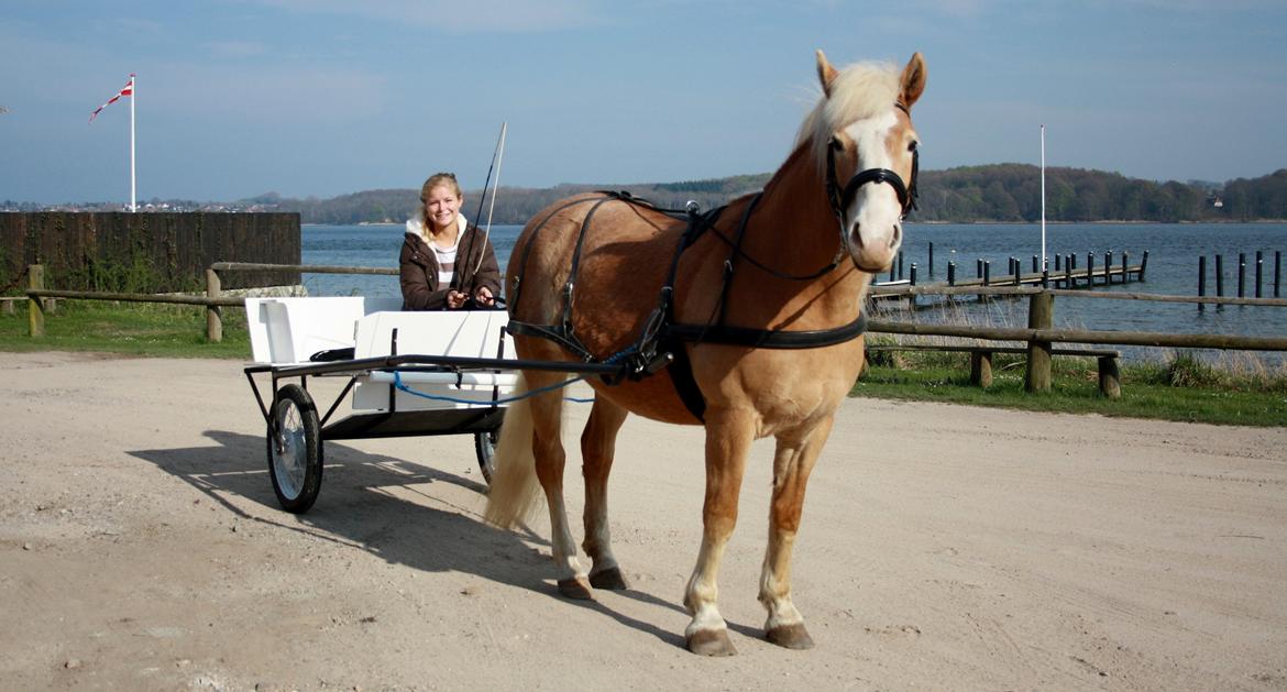 Haflinger Freja - April 2015 billede 13