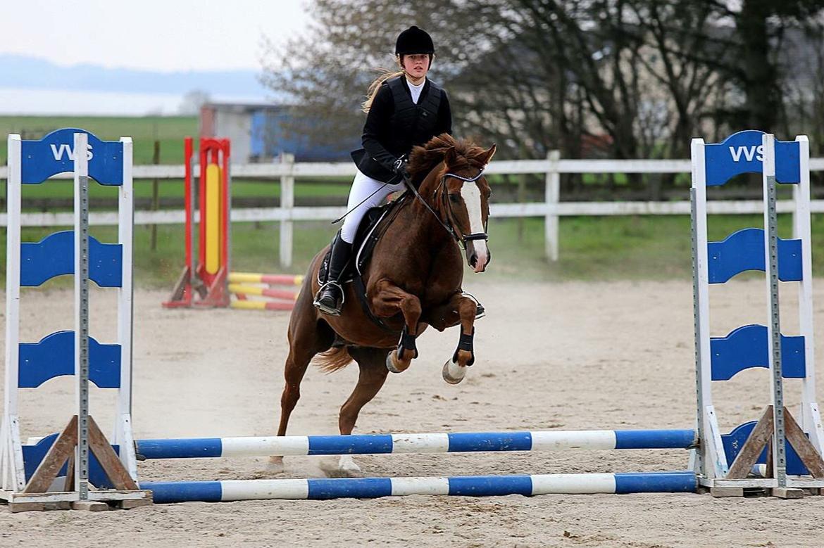 Pinto Hejninges Herkules billede 7