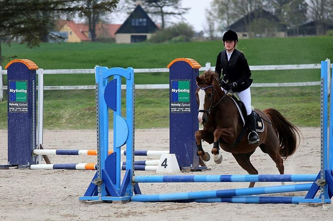 Pinto Hejninges Herkules billede 8