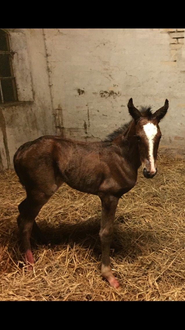Anden særlig race Rævebjerggårds Mason billede 10