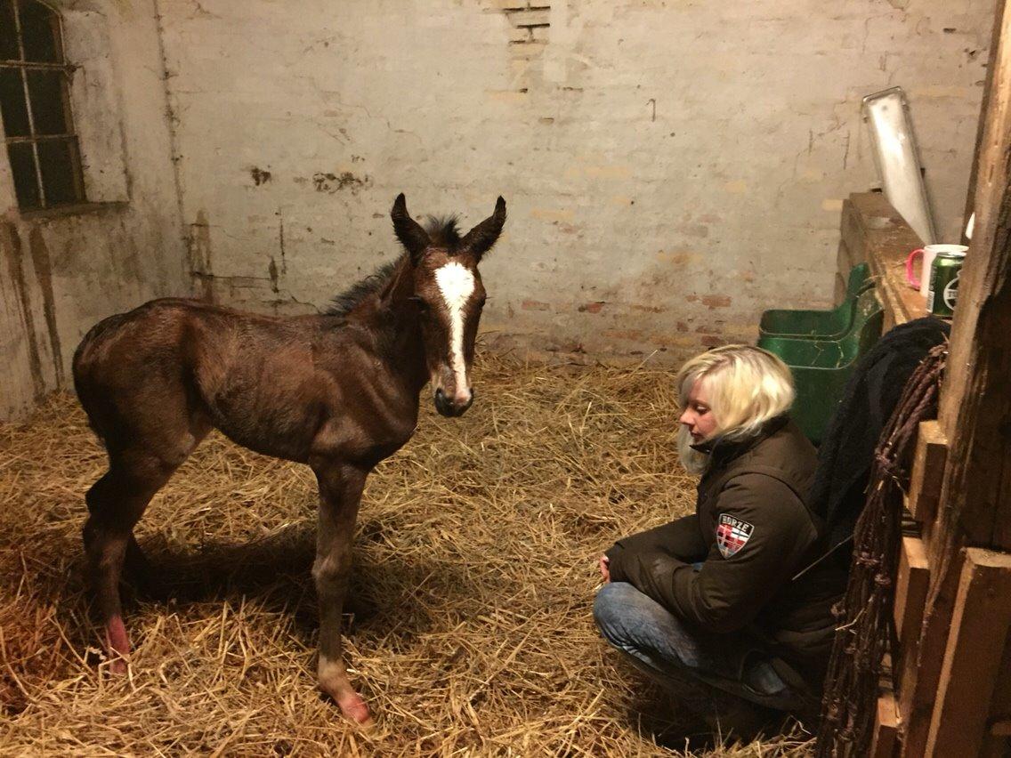Anden særlig race Rævebjerggårds Mason billede 14