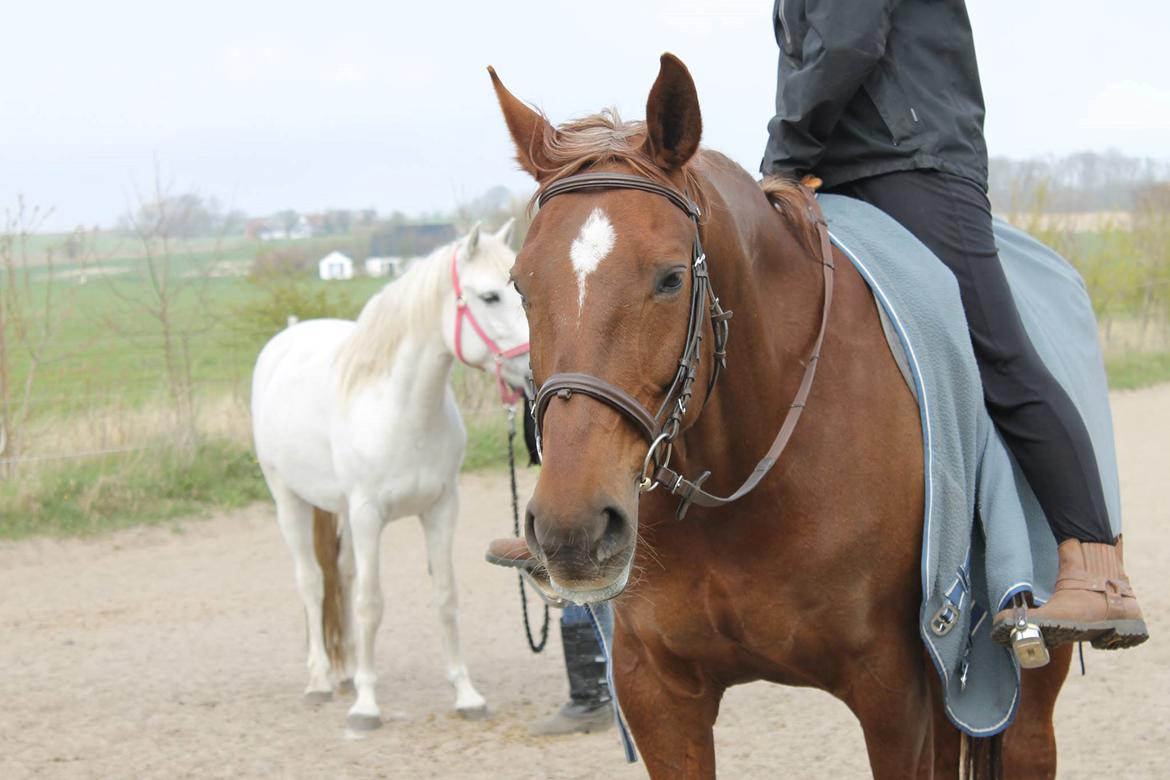 Dansk Varmblod Vortinggårds Aida *Hypse* 2001-2017 - Fotograf: Vivi Otterlei billede 7