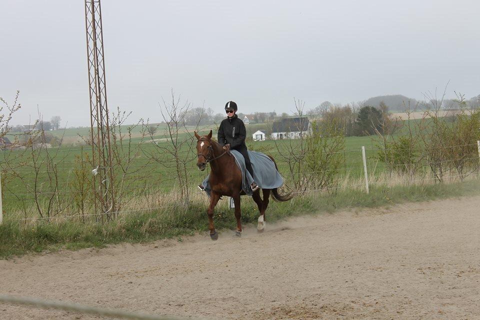 Dansk Varmblod Vortinggårds Aida *Hypse* 2001-2017 - Fotograf: Vivi Otterlei billede 8