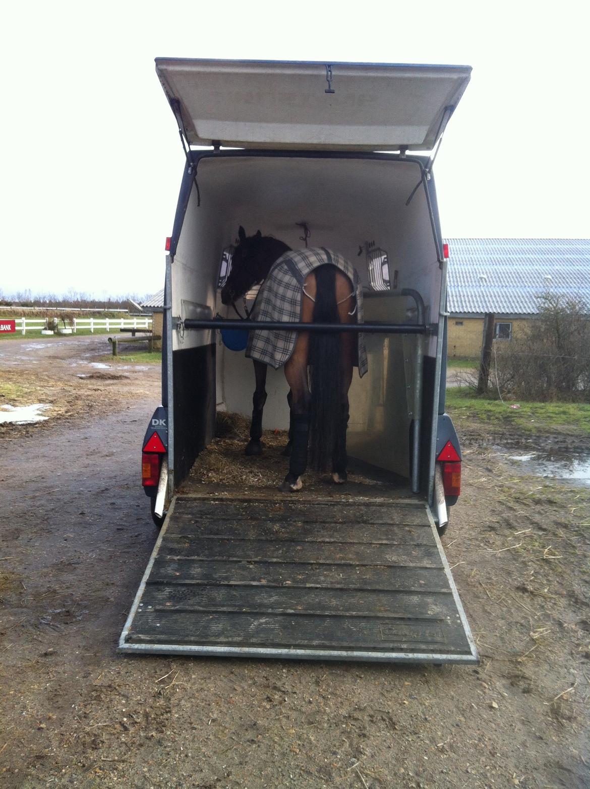 Dansk Varmblod Bakkegaardens Anemone billede 20