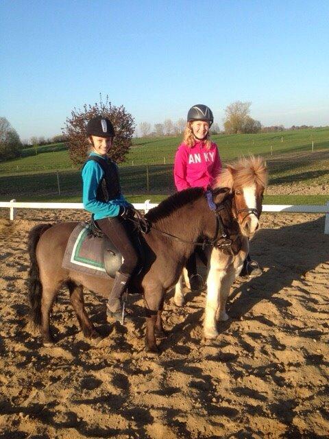 Shetlænder Walther billede 16