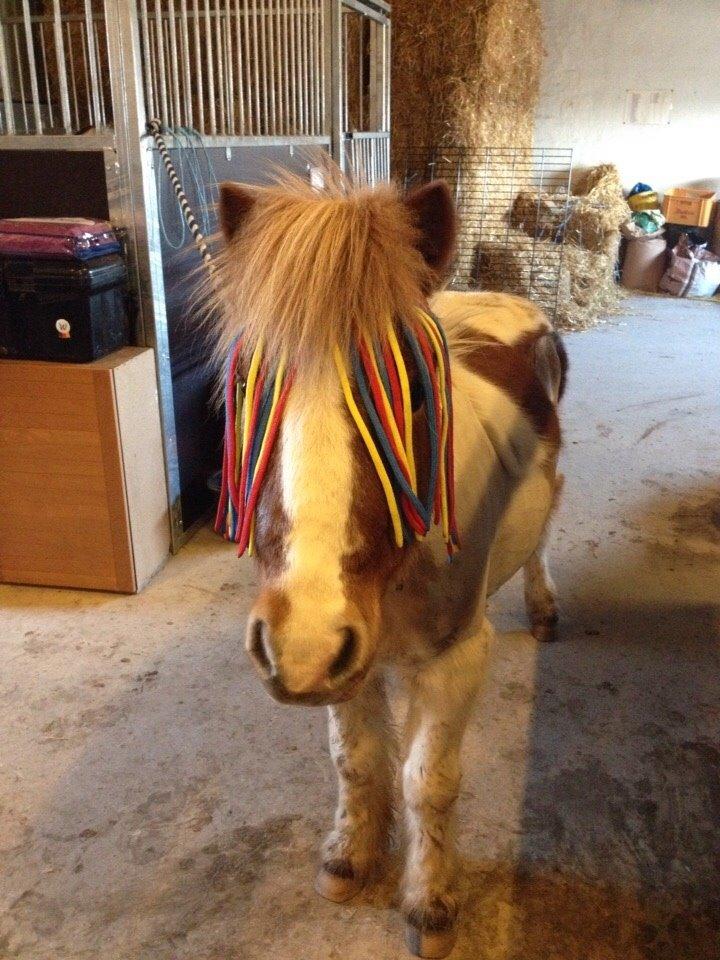 Shetlænder Walther billede 17