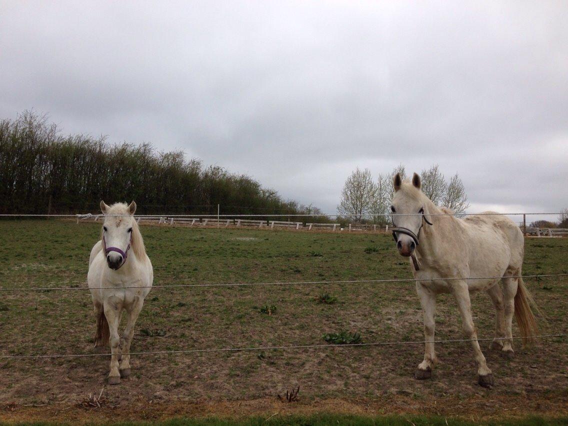 Anden særlig race Pegasus billede 1