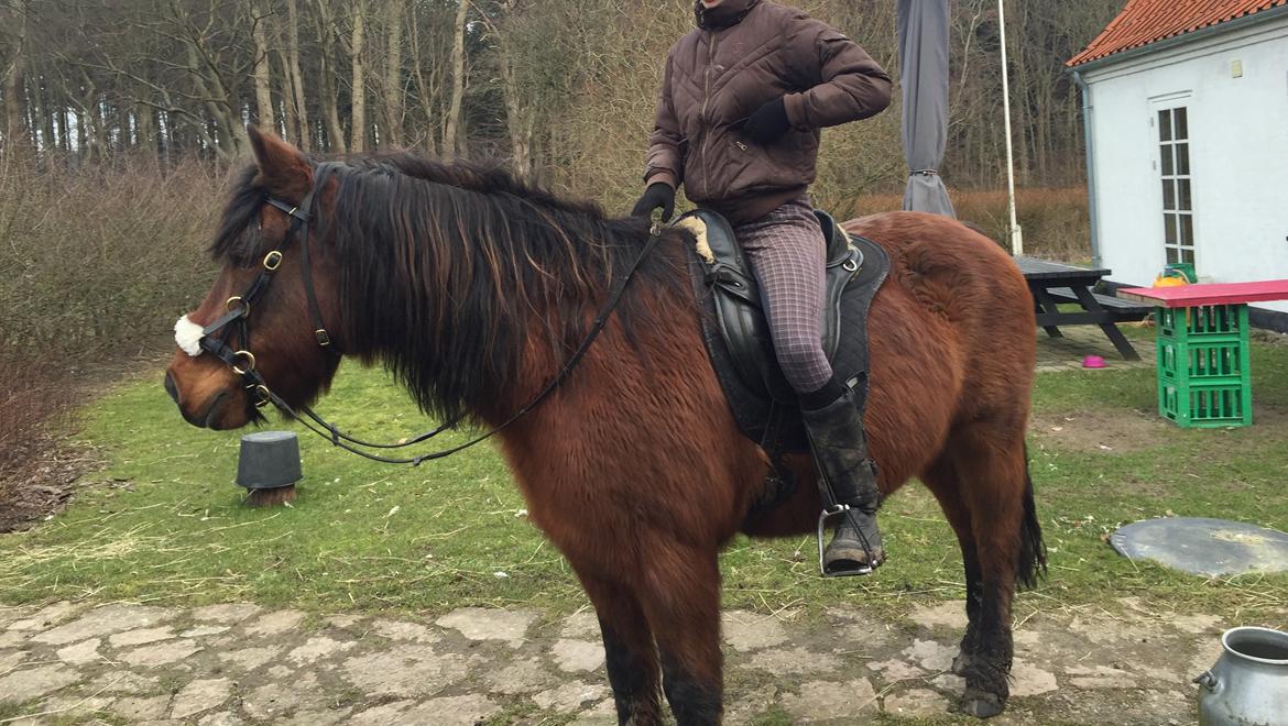 Connemara Elmelys Godfather<3 - Så er vi klar til en skovtur billede 14