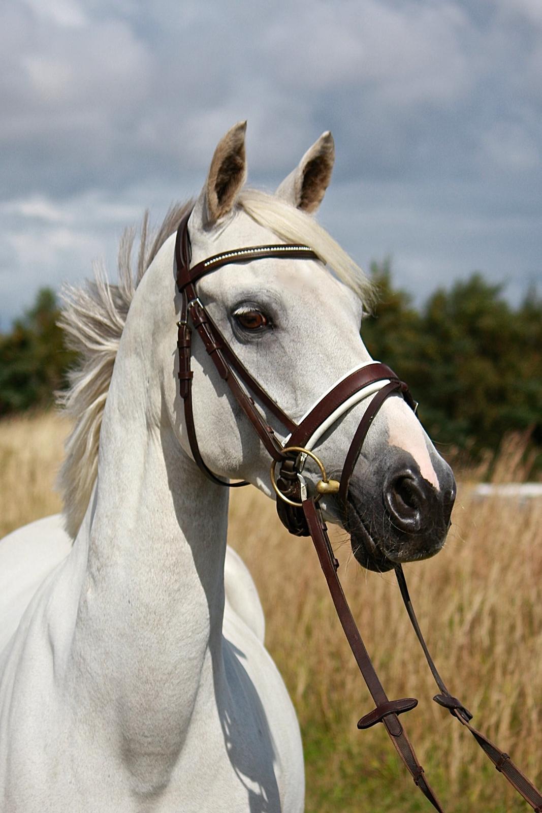 Welsh Partbred (Sec F) Floor billede 1