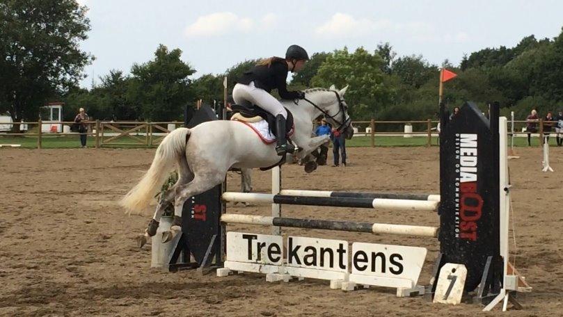 Welsh Partbred (Sec F) Floor billede 20