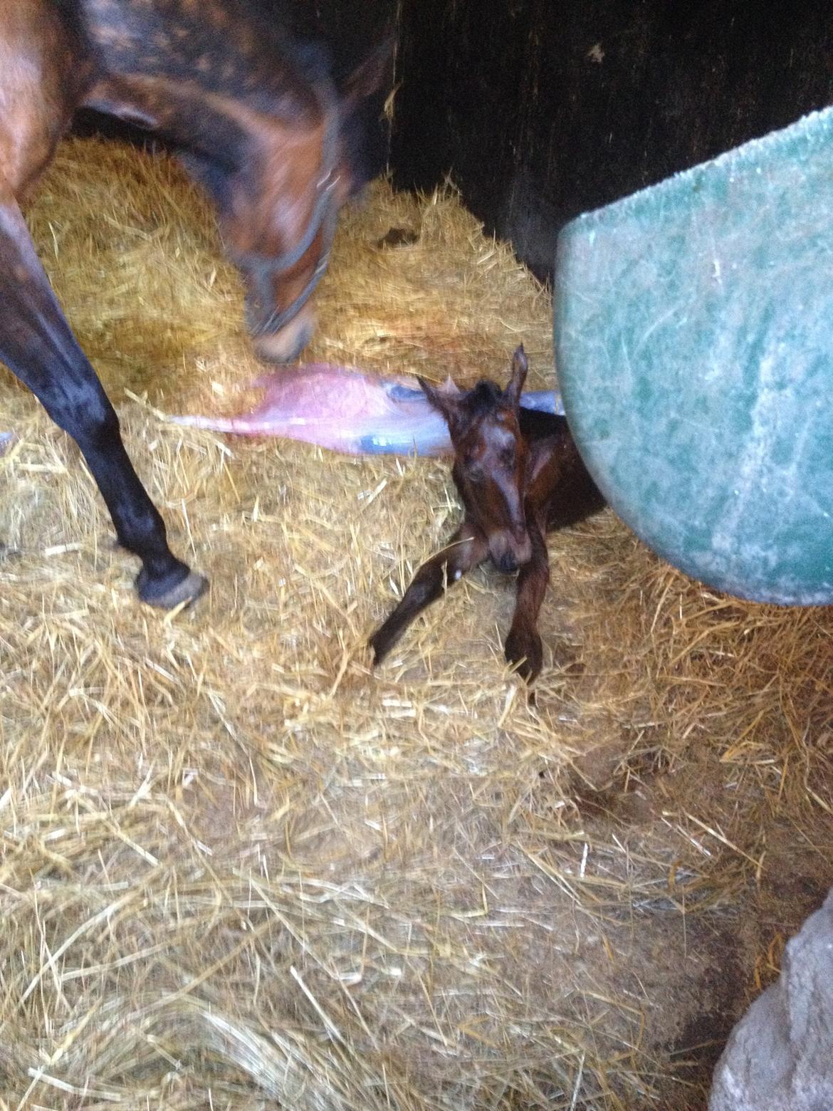 Traver dream girl express billede 2