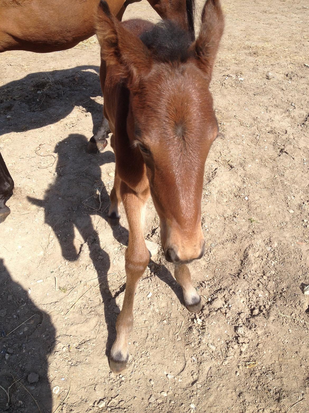 Traver dream girl express billede 7