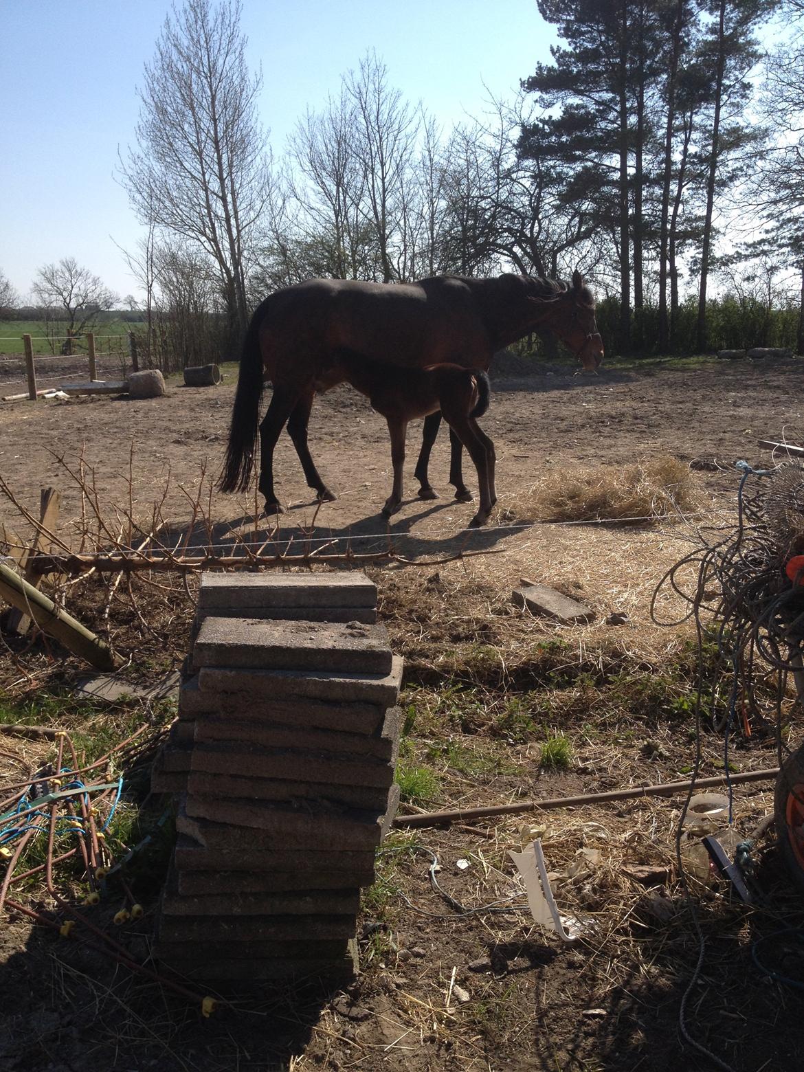 Traver dream girl express billede 8