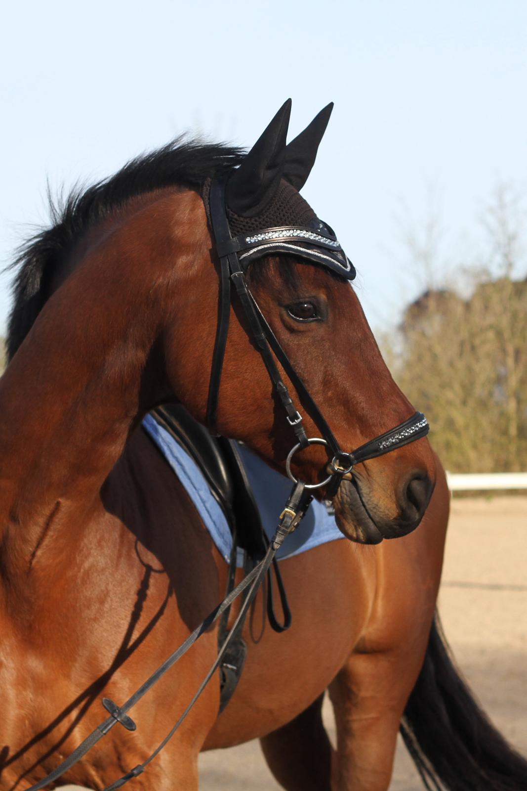 Dansk Varmblod Carismo billede 1