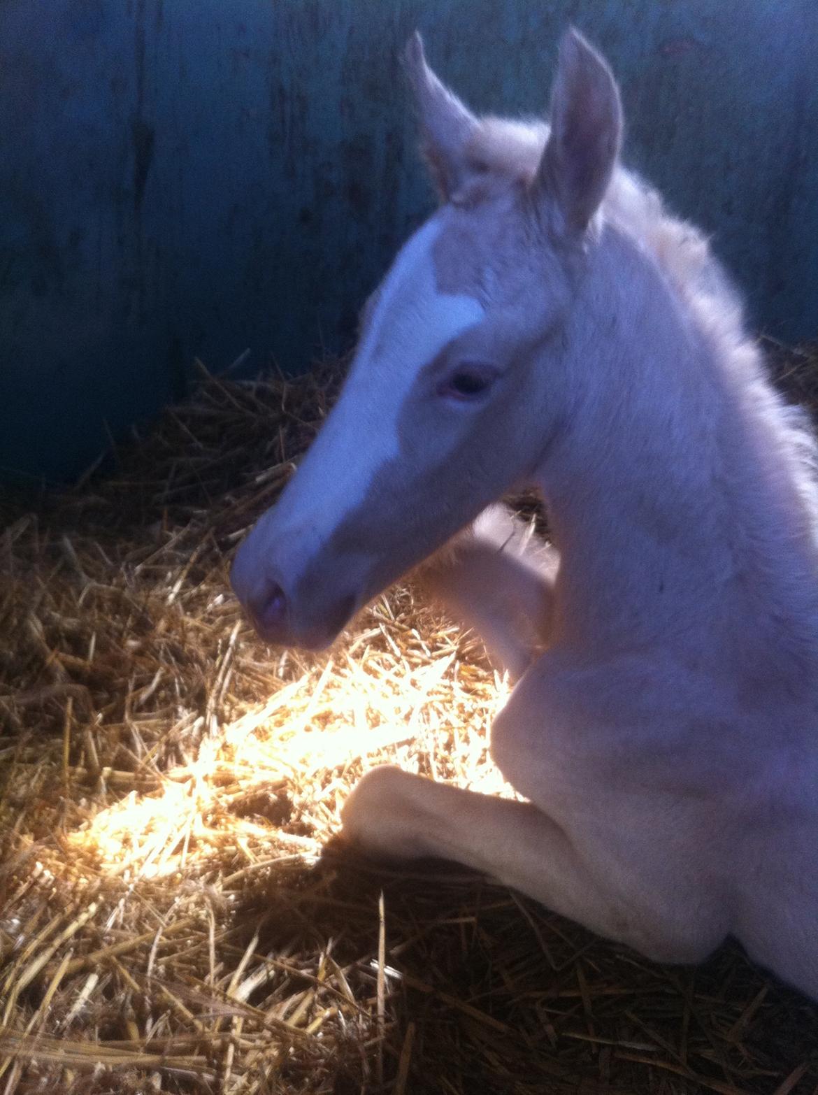Palomino Margurittens Nova billede 1