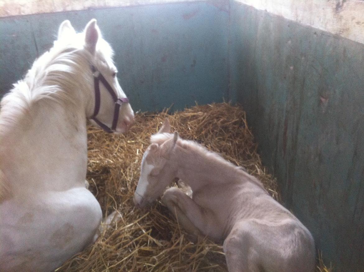 Palomino Margurittens Nova billede 2