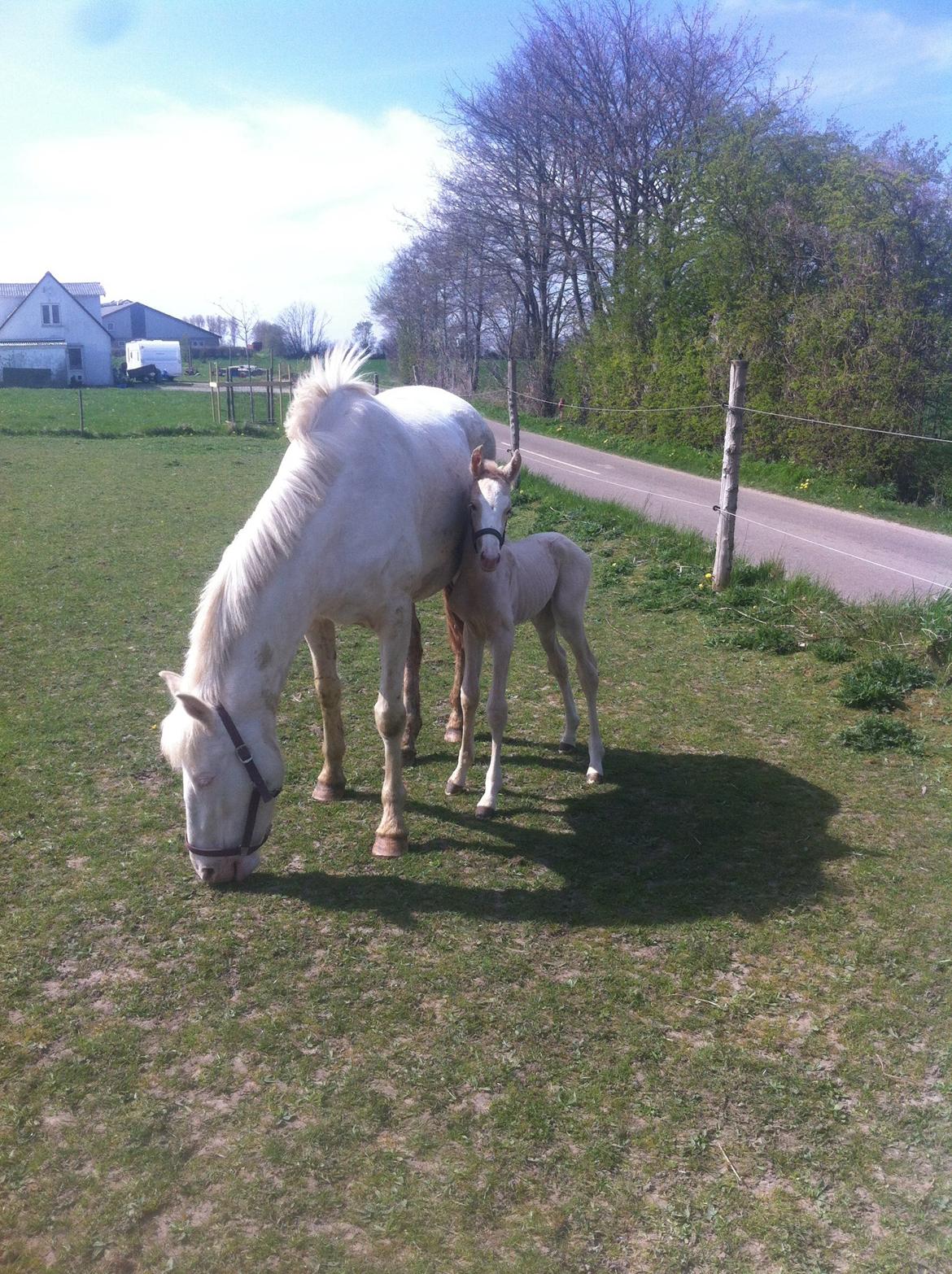 Palomino Margurittens Nova billede 4