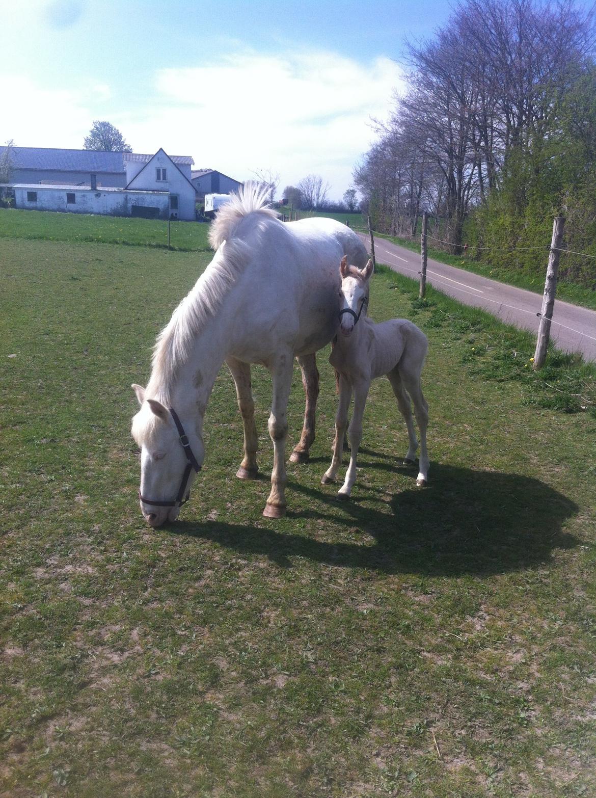 Palomino Margurittens Nova billede 5