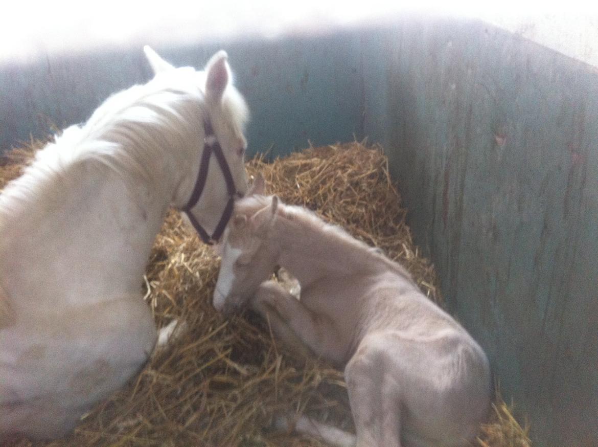 Palomino Margurittens Nova billede 3