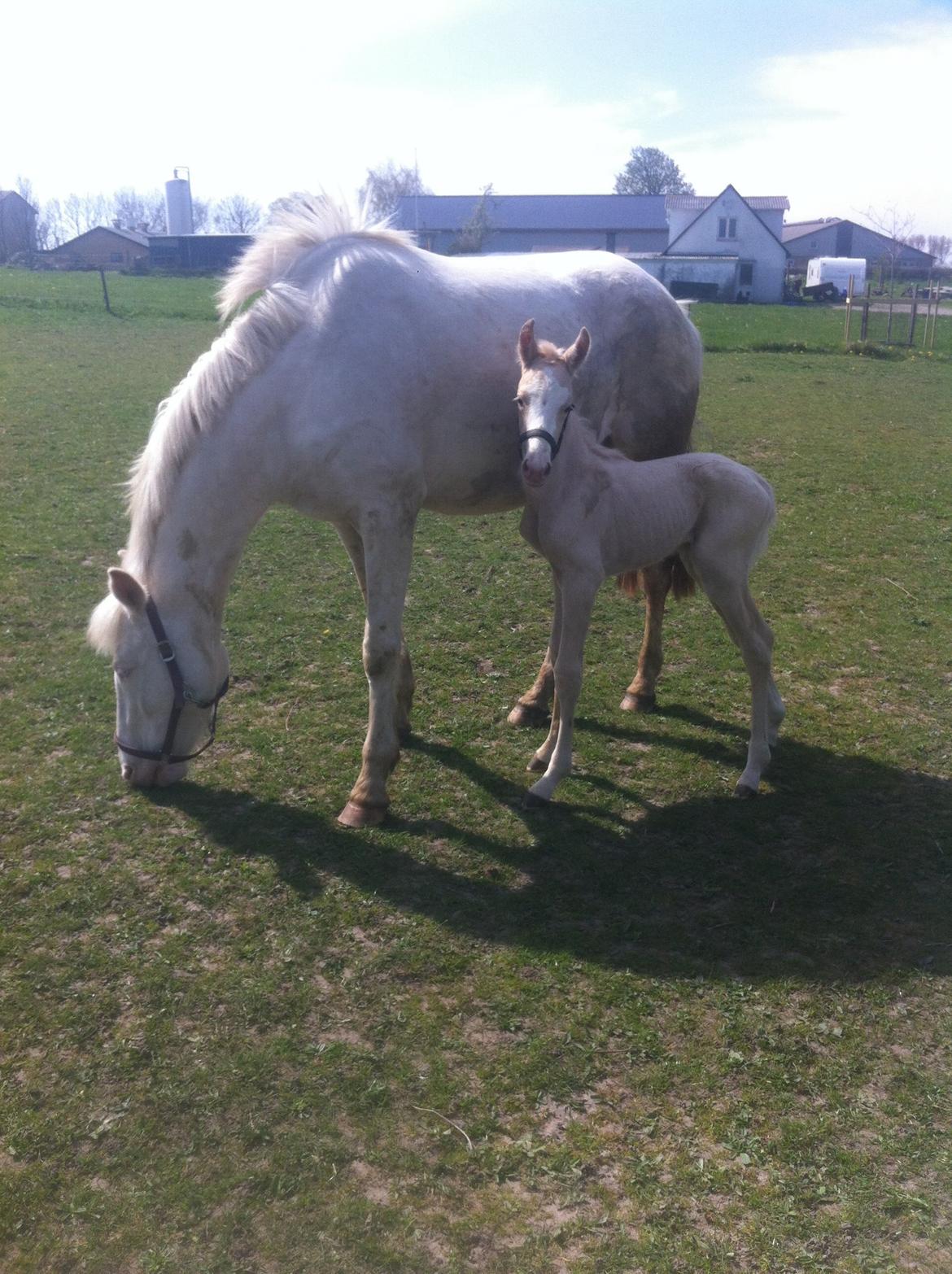 Palomino Margurittens Nova billede 6