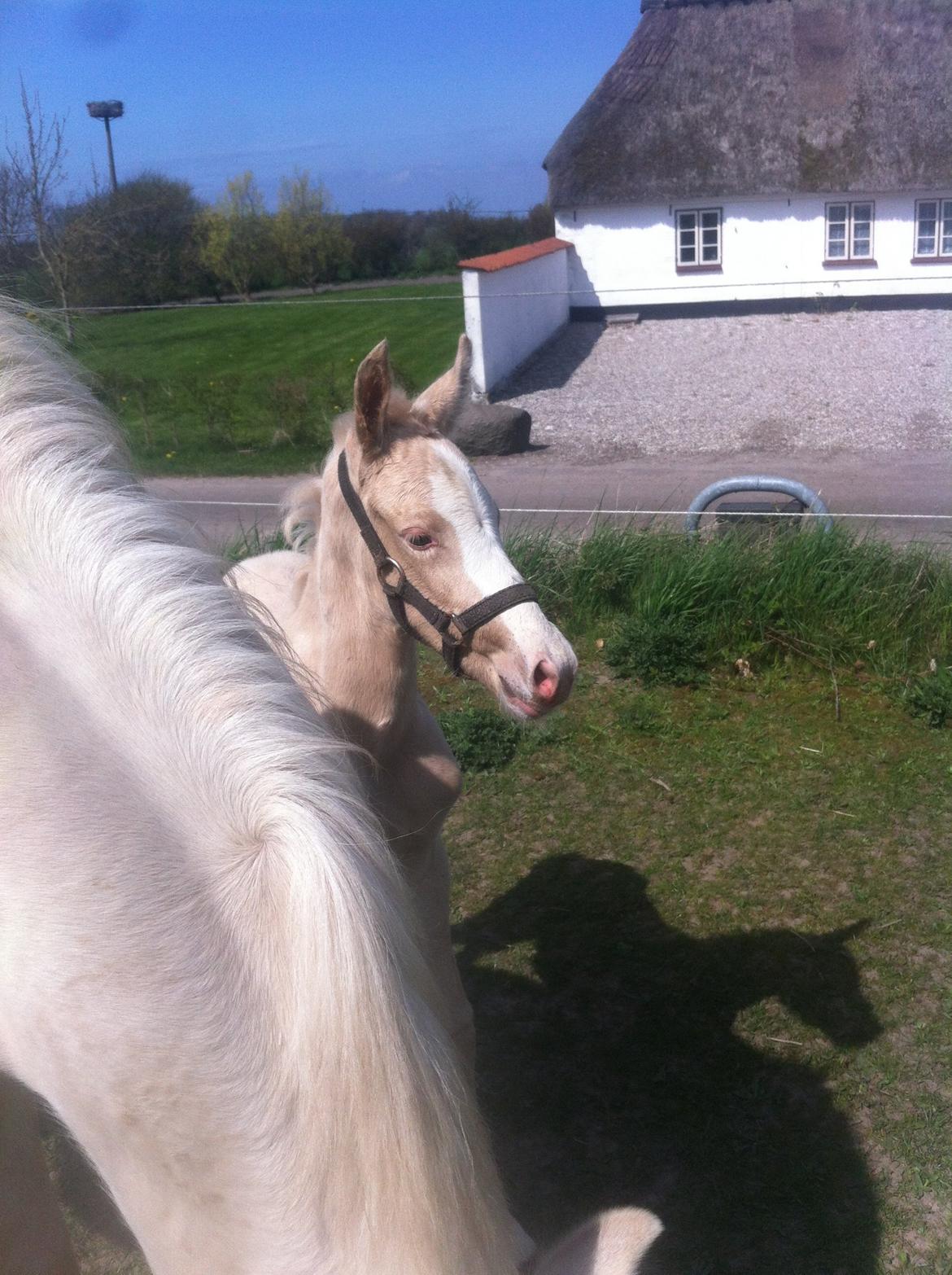 Palomino Margurittens Nova billede 9