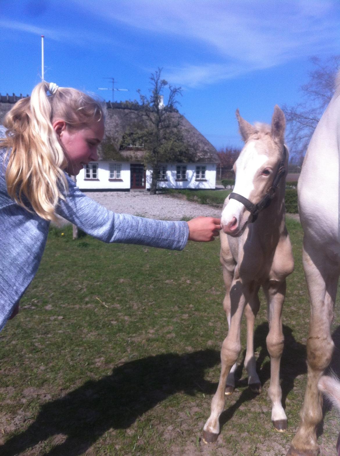 Palomino Margurittens Nova billede 10